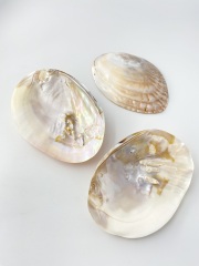 大きな貝殻を検索