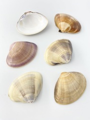 【特撰】国産天然ハマグリ 片面【約6～7ｃｍ/1枚 】 En: Meretrix lusoria (Size:6-7cm, per 1pcs) 貝殻