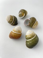 フロリダ【約3～4ｃｍ/5個】[メール便可-8袋まで] En:Hel Florida(size:3-4cm, per 5pc) 貝殻