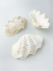 シャコガイ片面【約12～14ｃｍ/3枚入】  - Not for overseas sale - 貝殻