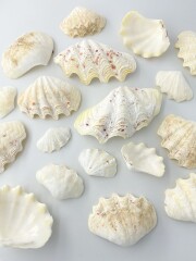 シャコガイ片面ミックス(漂白済)【約5～12ｃｍ/約1ｋｇ】  - Not for overseas sale - 貝殻