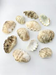 シャコガイ片面原貝ミックス(無漂白)【約5～12ｃｍ/約1ｋｇ】- Not for overseas sale - 貝殻