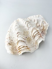 大きな貝殻を検索