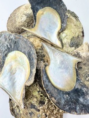 マベガイ原貝【約1ｋｇ/10枚前後】En: Brown lip raw(per 1kｇ/10pc) 貝殻