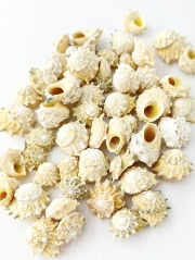 ハグルマウラウズ【約2～3ｃｍ】[メール便可-300gまで] 　En:  Astralium calcar (Size:2-3cm) 貝殻