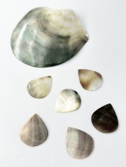貝殻ギターピック（クロチョウガイ）【約2.5×3cm/1枚】[メール便可]まとめ買い10%OFF En: Shell Guitar Pick Blacklip 貝殻