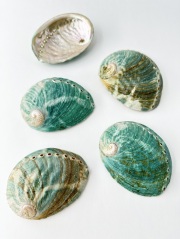 オーストラリア緑アワビ【8ｃｍ前後/1枚】 En: Australia green abalone -raw shell- (size:8ｃｍ, per 1pc) 貝殻