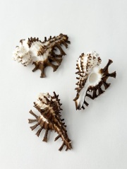 トゲナガイチョウガイ【約4～5ｃｍ/1個】 En:Homalocantha scorpio(size:4-5cm, per 1pcs) 貝殻