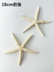 スターフィッシュ（コブつき）【18cm前後/1個】（En：Finger Starfish lump, size: approx. 18cm) 貝殻