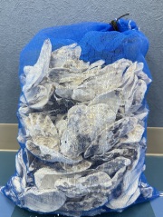 海外産 牡蠣殻(カキ殻)【約5ｋｇ】【約9～12ｃｍ】♪便利なネット入り！♪    En: oyster in net bag(Size:9-12cm, per 5kg) 貝殻