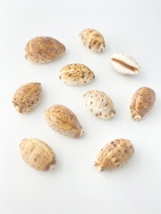 ヒメホシダカラ【約3～4cm/10個入】[メール便可-5袋まで]  En: Cypraea lynx (size:3～4cm, per 10pcs) 貝殻
