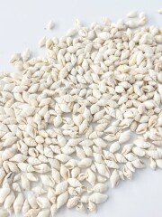 ナサクックドホワイト自然(ムシロガイなど)【約1.0～1.5ｃｍ】[メール便可-500ｇまで] En:  Nassa shell -white- (Size:1-1.5cm) 貝殻