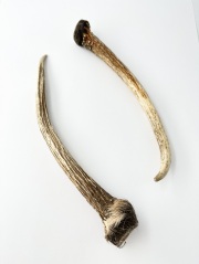 エゾジカの角【約21～26ｃｍ-おまかせ発送-】鹿の角 En: - Not for overseas sale -