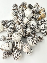 マダライモ【約2.5～5ｃｍ/約500g】  En: Olive shell(size: 2.5-5cm, per 500g) 貝殻