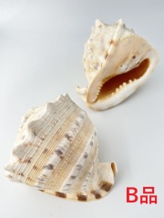 トウカムリ-B品-【16ｃｍ前後/1個】  - Not for overseas sale - 貝殻