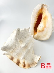 大きな貝殻を検索