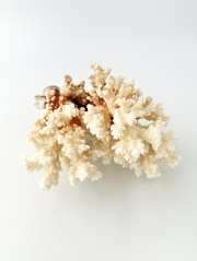 貝殻の問屋さん- 世界の貝殻・自然素材・サンゴ砂を直輸入・卸売通販