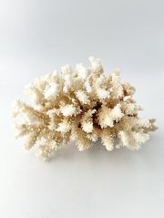 貝殻の問屋さん- 世界の貝殻・自然素材・サンゴ砂を直輸入・卸売通販