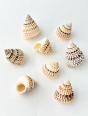 イガタマキビ -大-【2.5ｃｍ前後/5個入】[メール便可-15袋まで]    En: Tectarius coronatus (Size:2.5cm, per 5pcs) 貝殻