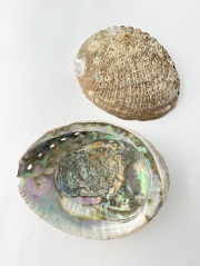 ニュージーランドアワビ（パウアシェル）　原貝　【約13～16ｃｍ/1枚】 En: New Zealand abalone (paua shell) -raw shell- (size:13-16ｃｍ, per 1pc) 貝殻