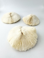 マッシュルームコーラル-おまかせ発送-【約12～15ｃｍ/1個】  - Not for overseas sale -