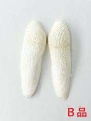 ペガサスノツバサ(両面)-Ｂ品-【7～9ｃｍ/1組】  En: Pholas orientalis B grade(Size:7-9cm, per 1pc) 貝殻