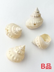 エビスガイ真珠磨き-B品-【約3.5～5.5cm/5個入】 貝殻