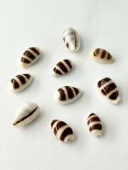 ウキダカラ【約1.4～2.0cm/5個】[メール便可] En: Cypraea asellus