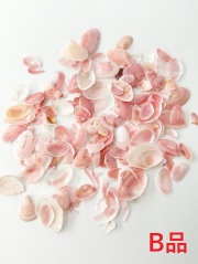 サクラガイ-ＢC品-【0.5～2ｃｍ程度/約10ｇ】 貝殻