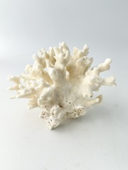 枝サンゴ・サンゴ石・天然珊瑚