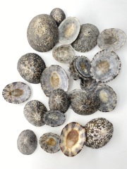 テツディナリア【約3～7ｃｍ】(オベッコウカサガイ)「 En: Pattella testudinaria(Size:3-7cm) 貝殻