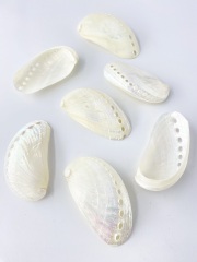 ミミガイ真珠磨き【約7～8ｃｍ/5枚】[メール便可-8袋まで] En: Haliotis asinina pealized (Size:7-8cm, per 5pcs) 貝殻