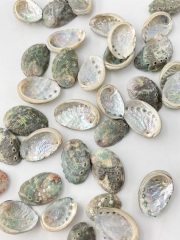 海外産ミニアワビ【約1.5ｃｍ前後/約10ｇ】[メール便可 - 8袋まで]En: Small Abalone (size:1.5ｃｍ, per 10ｇ) 貝殻