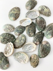 海外産ミニアワビ【約2.5ｃｍ前後/約10ｇ】[メール便可 - 8袋まで]En: Small Abalone (size:2.5ｃｍ, per 10ｇ) 貝殻