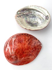 アワビ(着色)-レッド-【約13ｃｍ前後/1個】En: Abalone colored-red- (Size13cm, per 1pc) 貝殻
