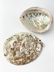 メガイアワビ(自然)【約13～15ｃｍ/1枚】  En:  Haliotis gigantea (size: 13-15cm, per 1pcs) 貝殻