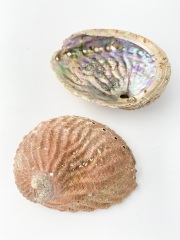 オーストラリア赤アワビ 原貝【約10～13ｃｍ/1枚】 En: Australia red abalone -raw shell- (size:10-13ｃｍ, per 1pc) 貝殻