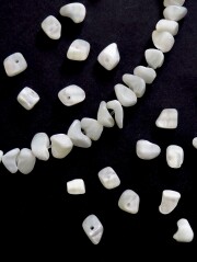 シェルビーズ - さざれ(タカセガイ)【約5-10mm/約10cm(約20個)】 [メール便可]まとめ買い10%OFF #111 貝殻