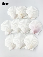 ホタテガイ【約6ｃｍ/10枚】[メール便可-6袋まで]　En: Japanese Scallop(size:6cm, per 10pcs) 貝殻