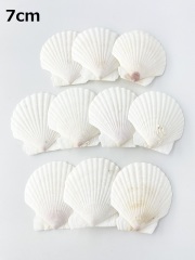 ホタテガイ【約7ｃｍ/10枚】[メール便可-3袋まで]　En: Japanese Scallop(size:7cm, per 10pcs) 貝殻