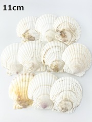 ホタテガイ【約11ｃｍ/10枚】 En: Japanese Scallop(size:11cm, per 10pcs) 貝殻