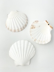 イタヤガイ【10ｃｍ前後/5枚入】 En: White scallop (size:10cm, per 5pcs) 貝殻
