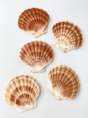 イタヤガイフラット【約9～10ｃｍ/10枚入】En: Scallop flat (size:9-10cm, per 10pcs) 貝殻