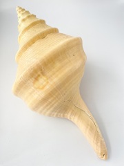 アラフラオオニシ磨きNO.2007【約45.5ｃｍ/約2430ｇ/1個/現品】  En: Australian Trumpet (size:45.5cm, weight:2430g) 貝殻
