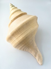 アラフラオオニシ磨きNO.2020【約45ｃｍ/約2460ｇ/1個/現品】  En: Australian Trumpet (size:45cm, weight:2460g) 貝殻