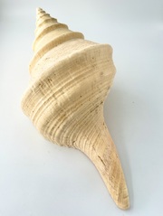 アラフラオオニシ磨きNO.2021【約45.5ｃｍ/約2100ｇ/1個/現品】  En: Australian Trumpet (size:45.5cm, weight:2100g) 貝殻