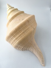 アラフラオオニシ磨きNO.2024【約50ｃｍ/約3490ｇ/1個/現品】  En: Australian Trumpet (size:50cm, weight:3490g) 貝殻