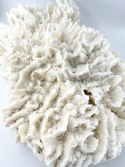 天然珊瑚 NO.1(現品)【約50ｃｍ×30ｃｍ/約4.70ｋｇ/1個】  - Not for overseas sale -