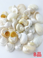 貝殻の問屋さん- 世界の貝殻・自然素材・サンゴ砂を直輸入・卸売通販