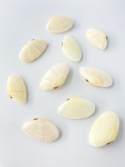 ヒメニッコウガイ両面【4ｃｍ前後/10個入】[メール便可-6袋まで]  En:Tellinella staurella pair (size:approx.4cm, per 10pcs) 貝殻